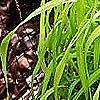 Milium effusum 'Aureum', habit