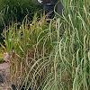 Miscanthus x giganteus, habit