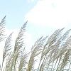 Miscanthus x giganteus, habit