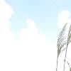 Miscanthus x giganteus, habit
