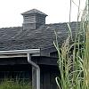 Miscanthus x giganteus, habit