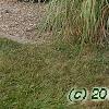 Miscanthus x giganteus, habit