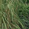 Miscanthus x giganteus, habit