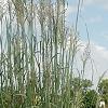 Miscanthus x giganteus, habit