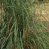 Miscanthus x giganteus, habit