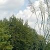 Miscanthus x giganteus, habit