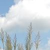 Miscanthus x giganteus, habit