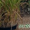 Miscanthus x giganteus, habit