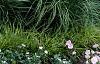 Miscanthus sinensis 'Adagio', habit