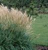 Miscanthus sinensis 'Adagio', habit