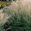 Miscanthus sinensis 'Adagio', habit