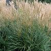 Miscanthus sinensis 'Adagio', habit