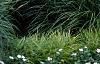 Miscanthus sinensis 'Adagio', habit