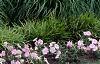 Miscanthus sinensis 'Adagio', habit