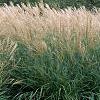 Miscanthus sinensis 'Adagio', habit