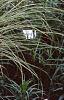Miscanthus sinensis 'Morning Light', habit