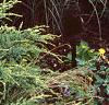 Miscanthus sinensis 'Morning Light', habit