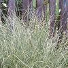 Miscanthus sinensis 'Morning Light', habit