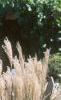 Miscanthus sinensis 'Nippon', habit