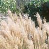 Miscanthus sinensis 'Nippon', habit