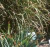 Miscanthus sinensis 'Nippon', habit