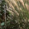 Miscanthus sinensis 'Nippon', habit