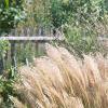 Miscanthus sinensis 'Nippon', habit
