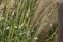 Miscanthus sinensis 'Nippon', habit