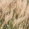 Miscanthus sinensis 'Nippon', habit