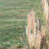 Miscanthus sinensis 'Nippon', habit