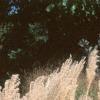 Miscanthus sinensis 'Nippon', habit