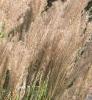 Miscanthus sinensis 'Nippon', habit