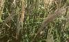 Miscanthus sinensis 'Nippon', habit