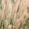 Miscanthus sinensis 'Nippon', habit