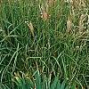Miscanthus sinensis 'Nippon', habit