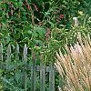 Miscanthus sinensis 'Nippon', habit