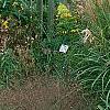 Miscanthus sinensis 'Nippon', habit