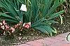 Miscanthus sinensis 'Nippon', habit