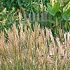 Miscanthus sinensis 'Nippon', habit