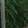 Miscanthus sinensis 'Nippon', habit
