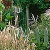 Miscanthus sinensis 'Nippon', habit