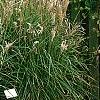 Miscanthus sinensis 'Nippon', habit