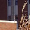 Miscanthus sinensis 'Nippon', habit