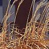 Miscanthus sinensis 'Nippon', habit