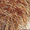 Miscanthus sinensis 'Nippon', habit