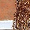 Miscanthus sinensis 'Nippon', habit