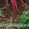 Pennisetum setaceum 'Rubrum', habit