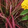 Pennisetum setaceum 'Rubrum', habit