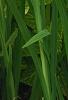 Pennisetum setaceum 'Rubrum', habit