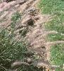 Pennisetum orientale, habit